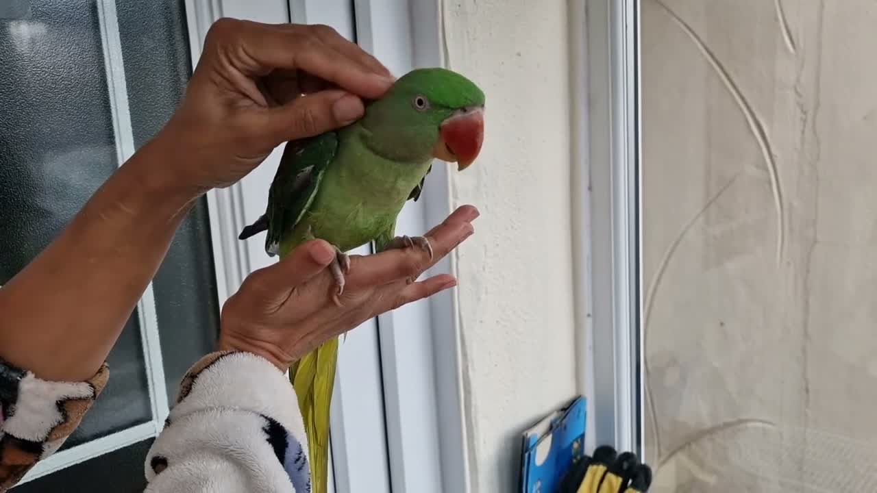 Parrots birds for sale: Super Tamed Alexanderian baby Parrot  - Video 1