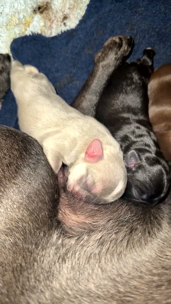 Frug dogs for sale: French bull dogs  - Video 1
