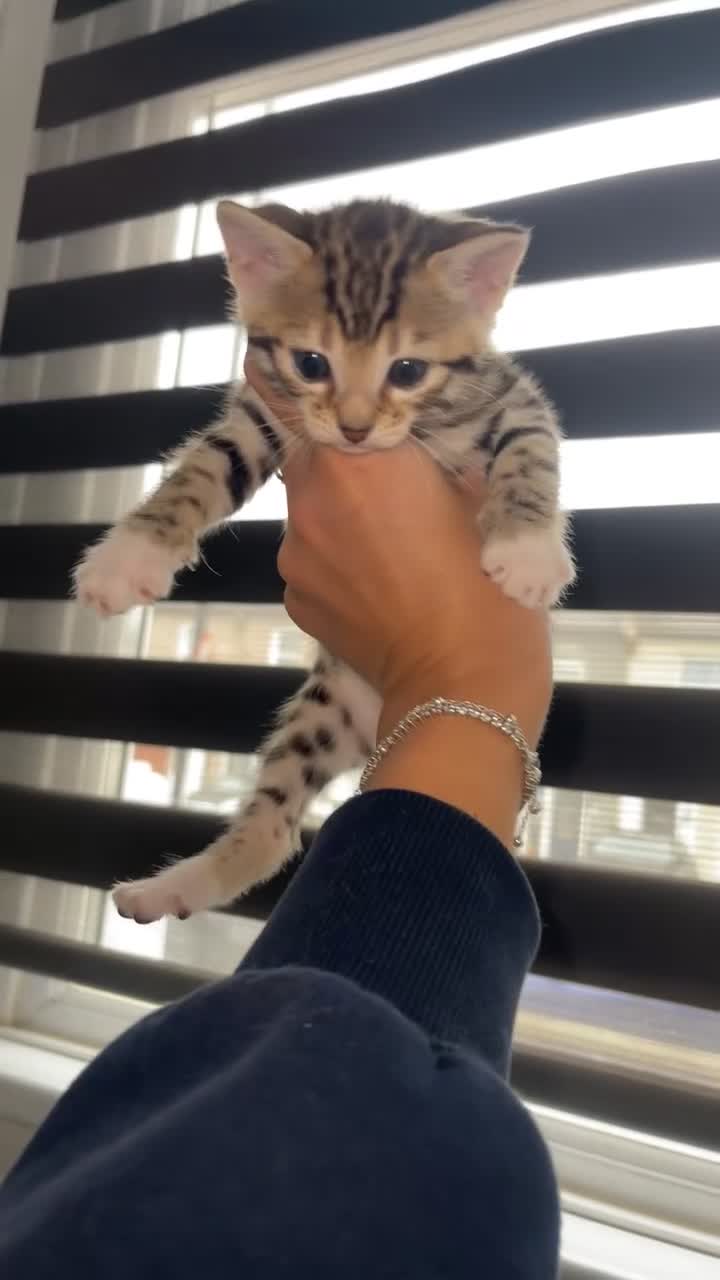 Mixed Breed cats for sale: Half bengal kittens - Video 1