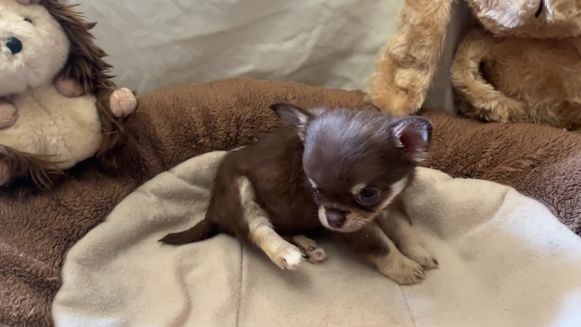 Chihuahua dogs for sale: Chihuahua puppies with blue and green eyes 2 m & 2 - Video 2