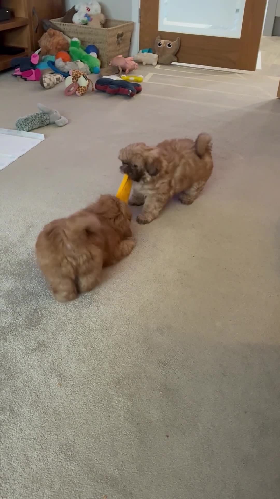 Shih Tzu dogs for sale: Beautiful Imperial Shih tzu Puppies  - Video 1