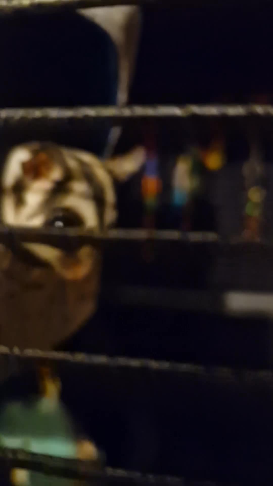 Sugar Glider rodents for sale: Bonded pair sugar gliders in Oldham - Video 1