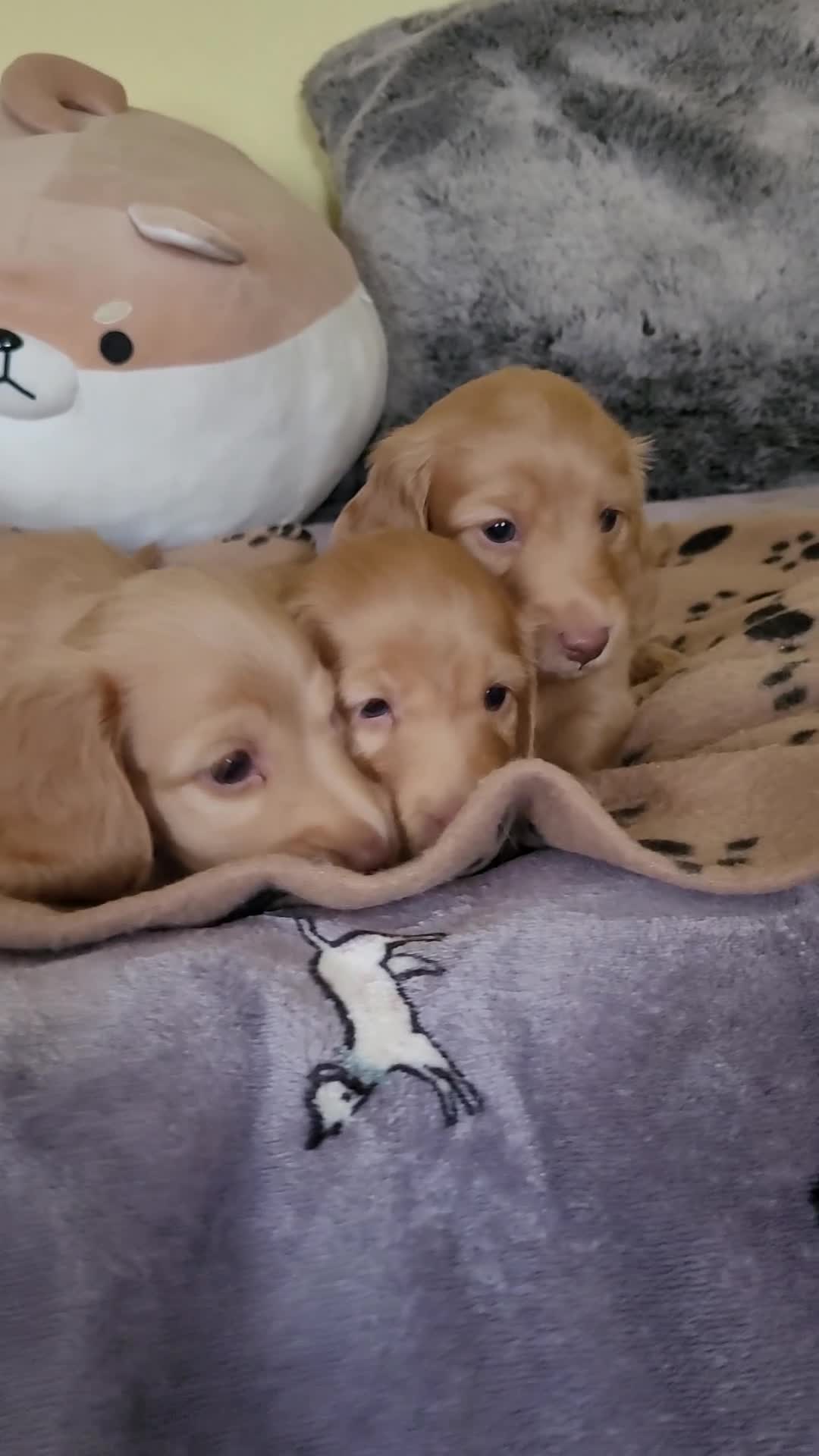 Dachshund dogs for sale: Long Haired KC Miniature Dachshund - Video 4