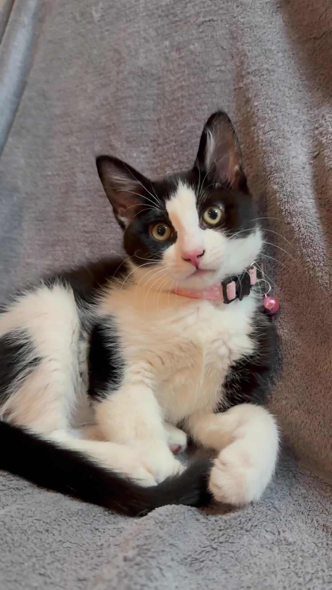 Mixed Breed cats for sale: 12-Week-Old Kittens Ready for Their Forever Homes - Video 2