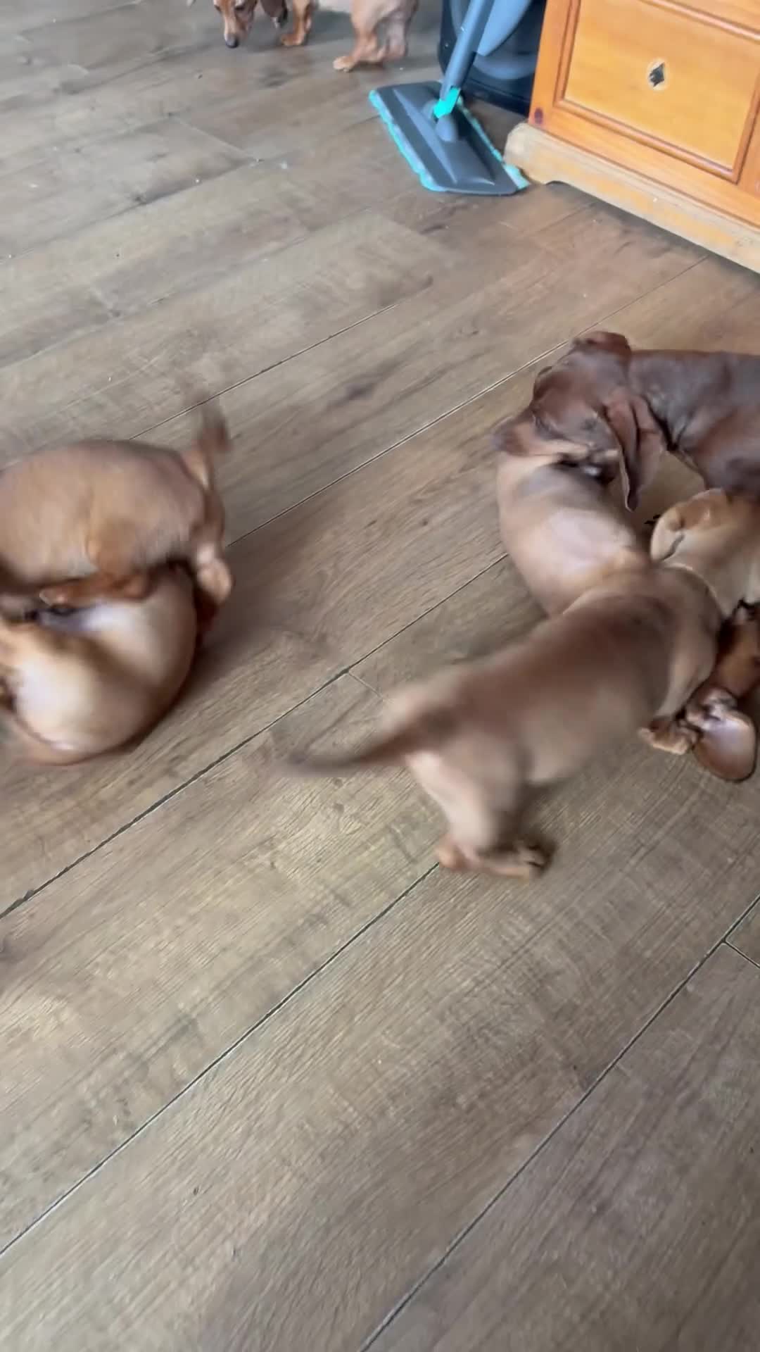 Miniature Dachshund dogs for sale: Gorgeous miniature dachshunds READY NOW - Video 1