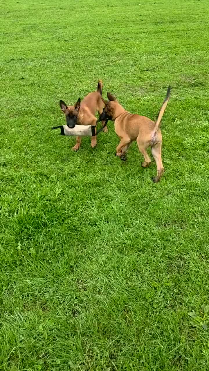 Belgian Shepherd Dog dogs for sale: Kc registered belgian malinois  - Video 1