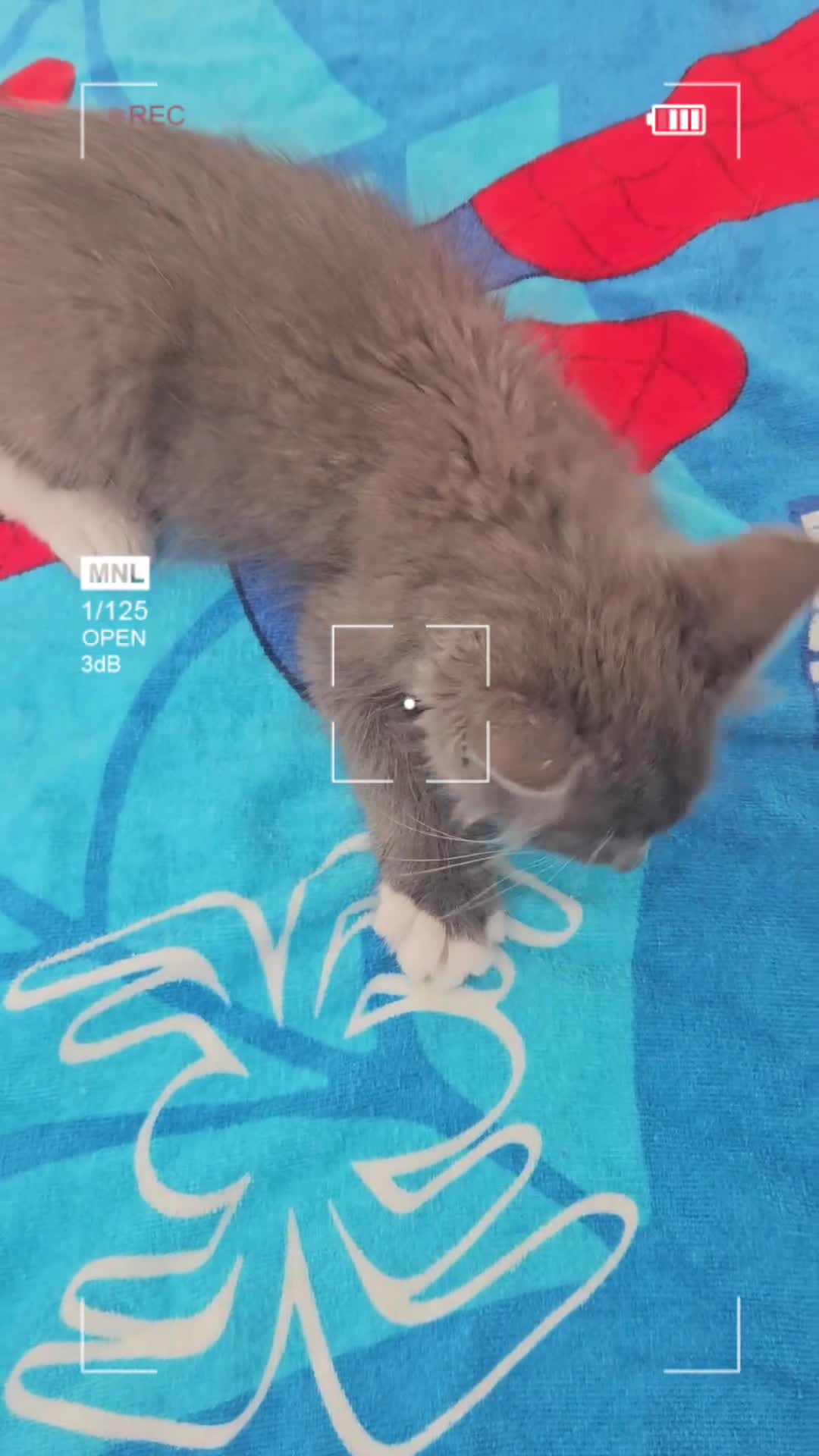 Ragdoll cats for sale: 2 Active TicaBoysHCM,PKD Certyficate,Championship  - Video 1