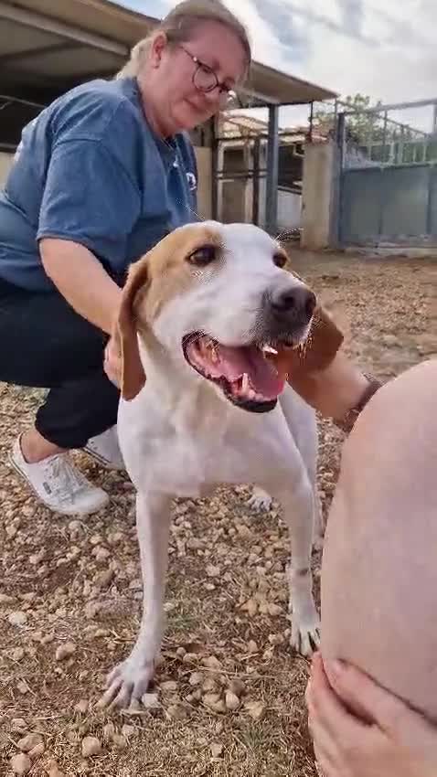 Mixed Breed dogs for adoption: Oscar is ready for his forever sofa! in Dawlish - Video 3