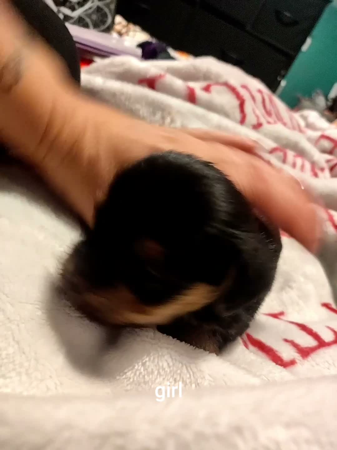 Mixed Breed dogs for sale: Jack Russell - mini Yorkie pups for sale - Video 3