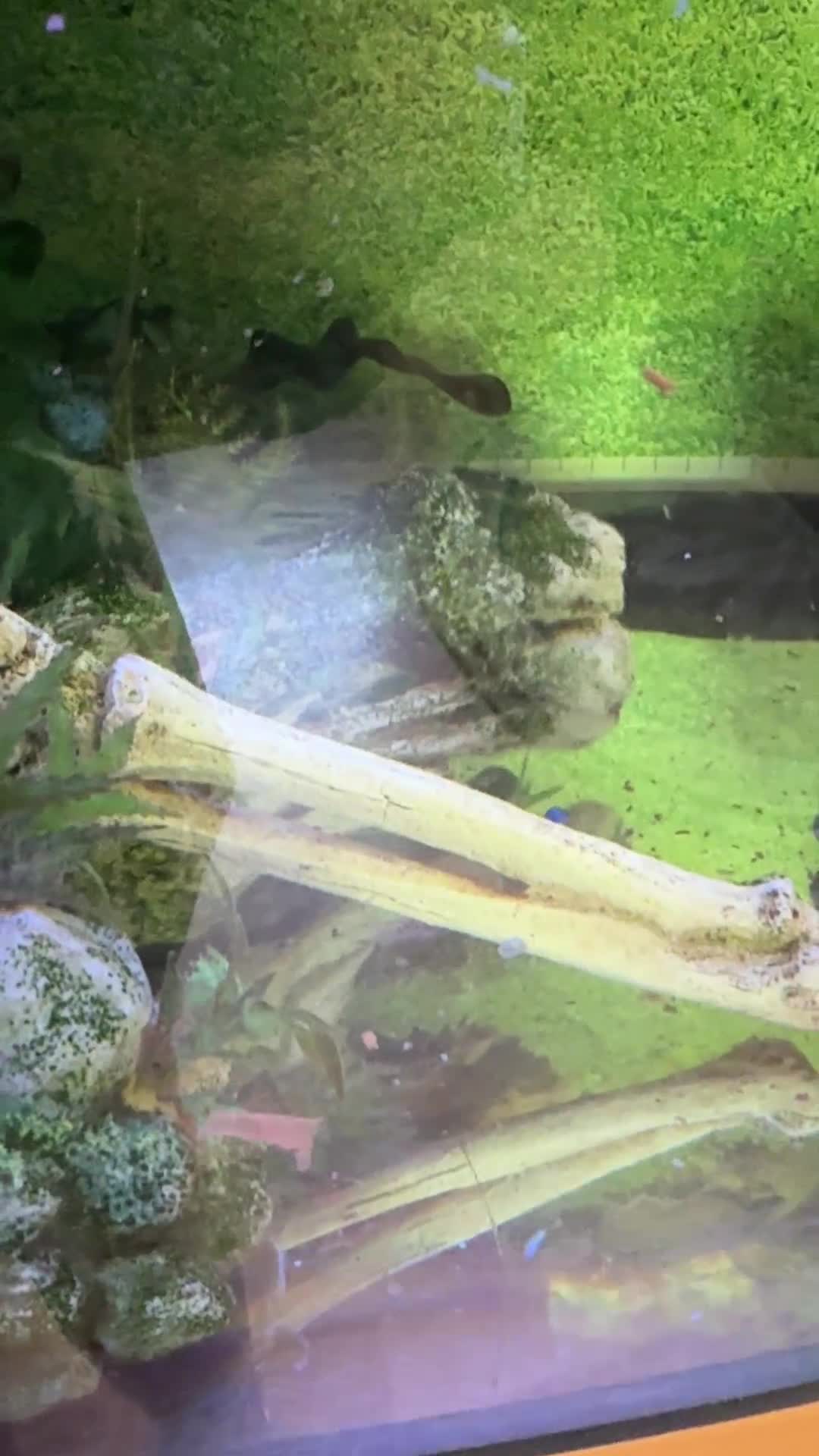 Loaches fish for sale: Loach  - Video 1