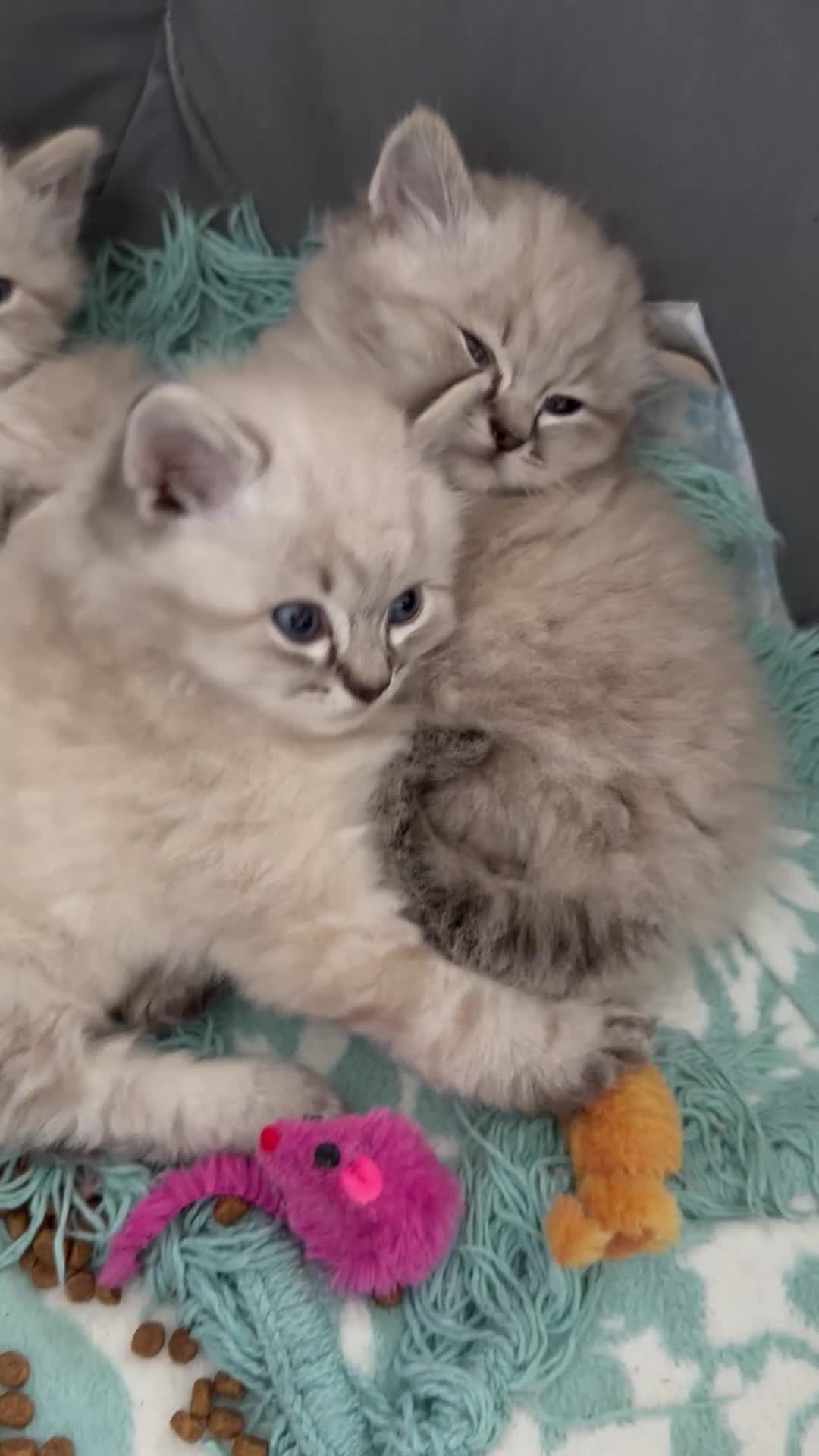 Ragdoll cats for sale: Ragdoll blue lynx ready now  - Video 1