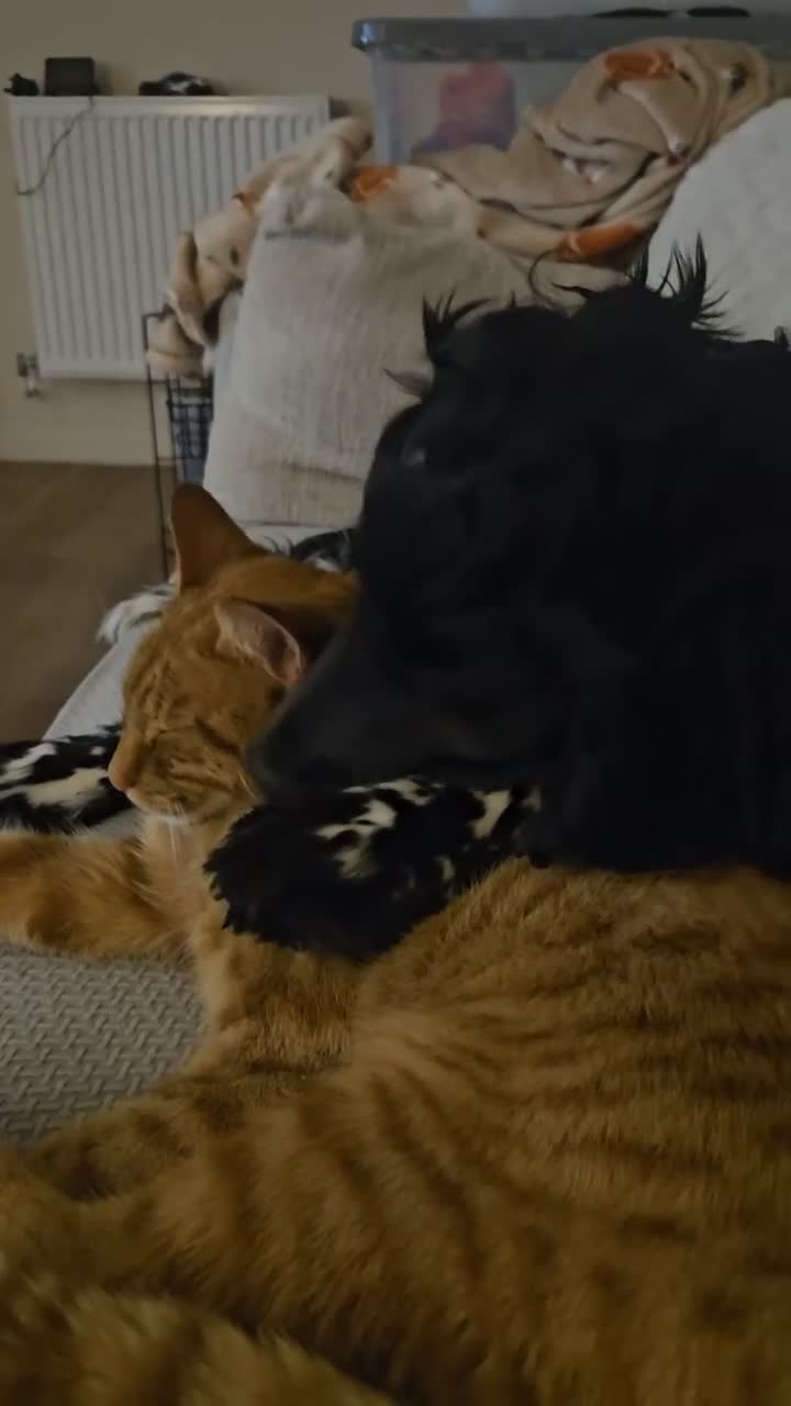 Cocker Spaniel dogs for sale: 7 month old male cocker spaniel  in Beccles - Video 1