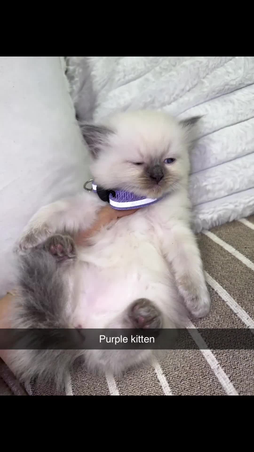 Ragdoll cats for sale: Cute ragdolls for sale  in London - Video 3