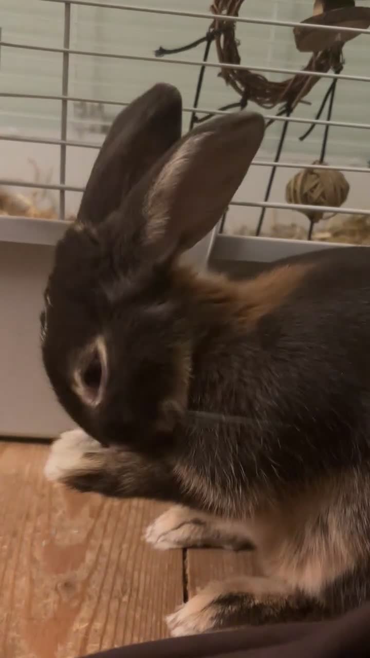 Mixed Breed rabbits for sale: Reggie the rabbit  - Video 1