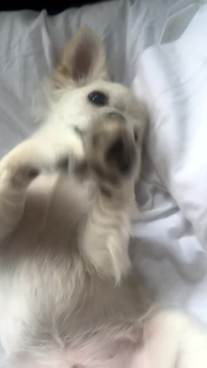 Chihuahua dogs for stud: chihuahua for stud - Video 2