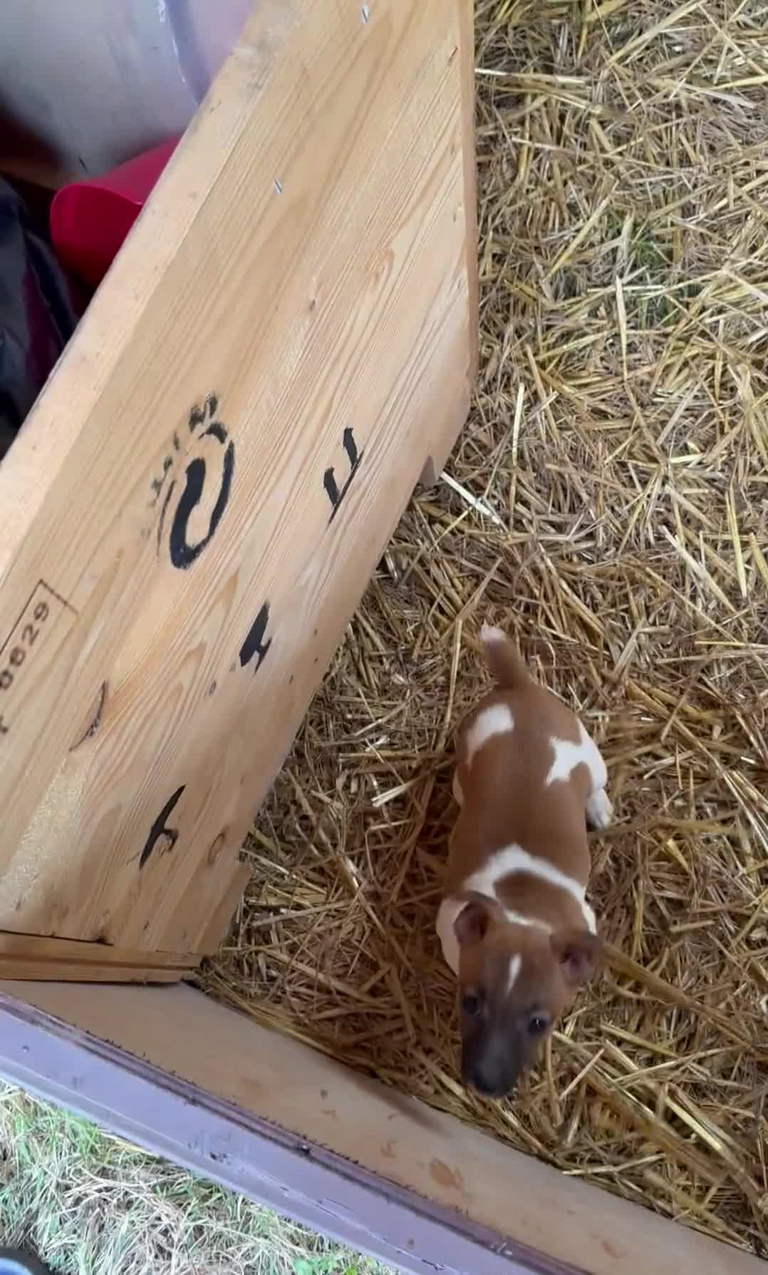 Jack Russell dogs for sale: Stunning miniature girl Jack Russel puppy   - Video 1