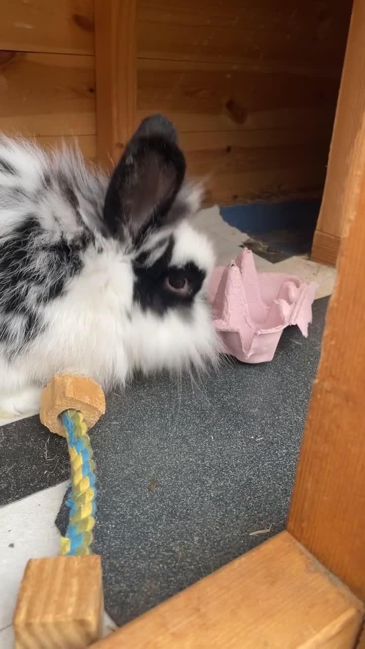 Lionhead rabbits for sale: Beautiful female Lion head rabbit for sale - Video 2