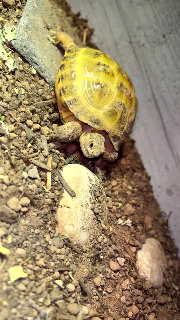 Tortoise reptiles for sale: Horsefield tortoise full set up - Video 2