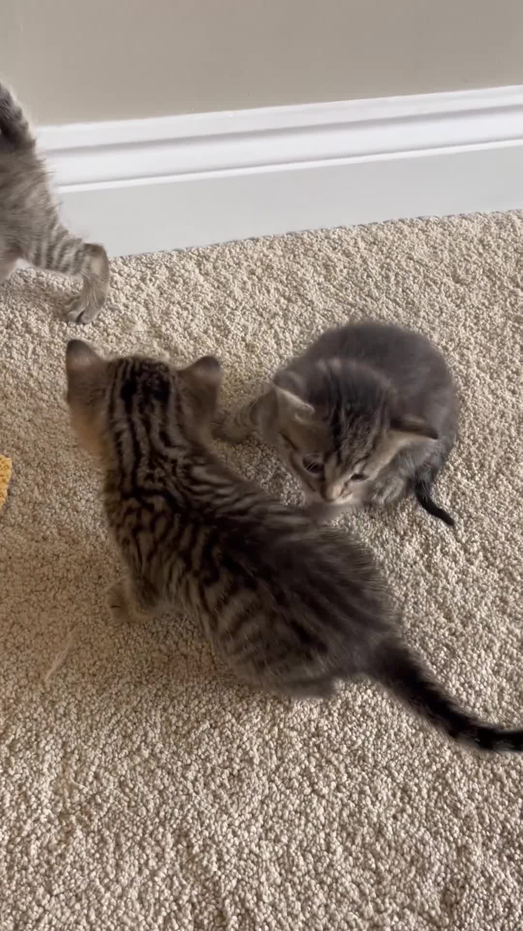 Mixed Breed cats for sale: 2 female tabby kittens left £250 each - Video 2