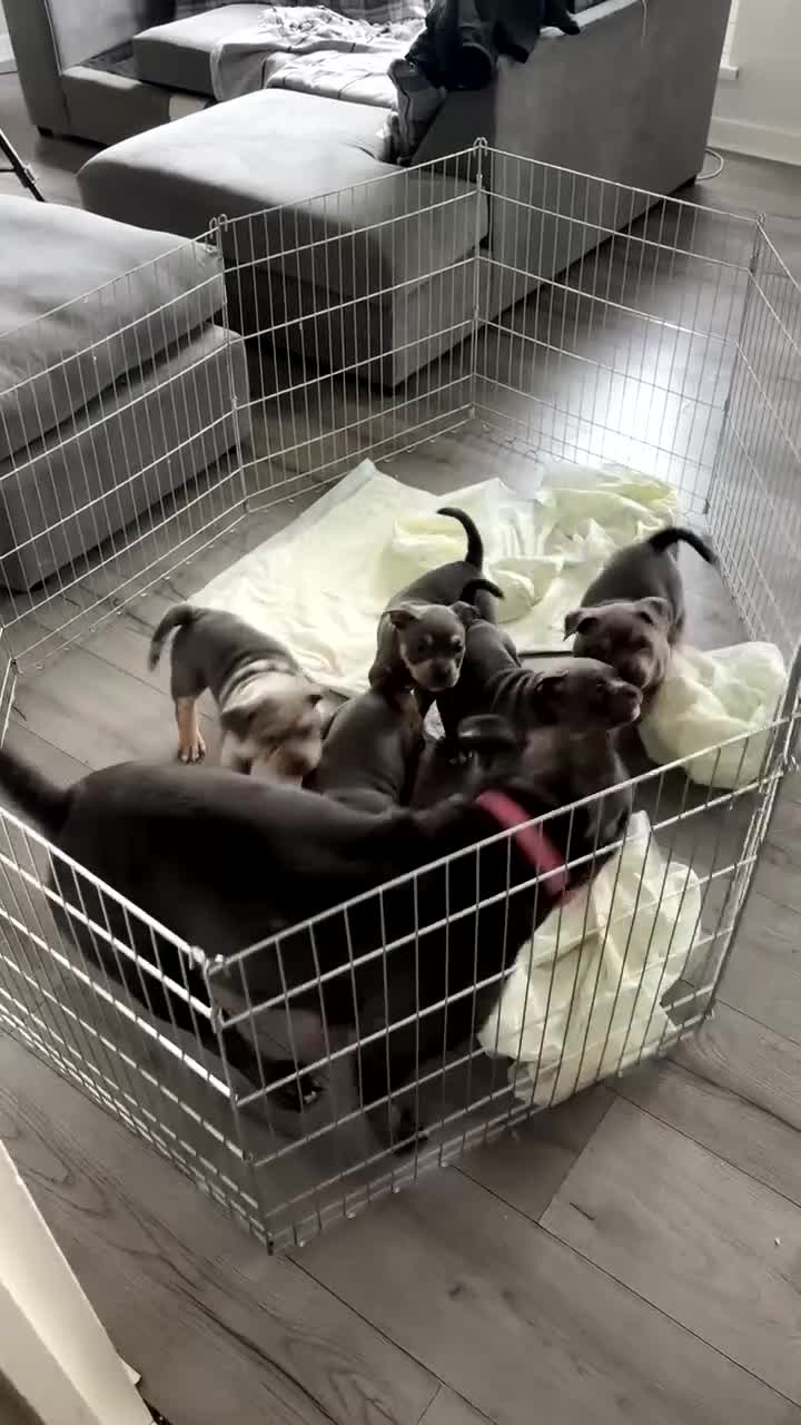 American Bully dogs for sale: Pocket bully puppies  - Video 2