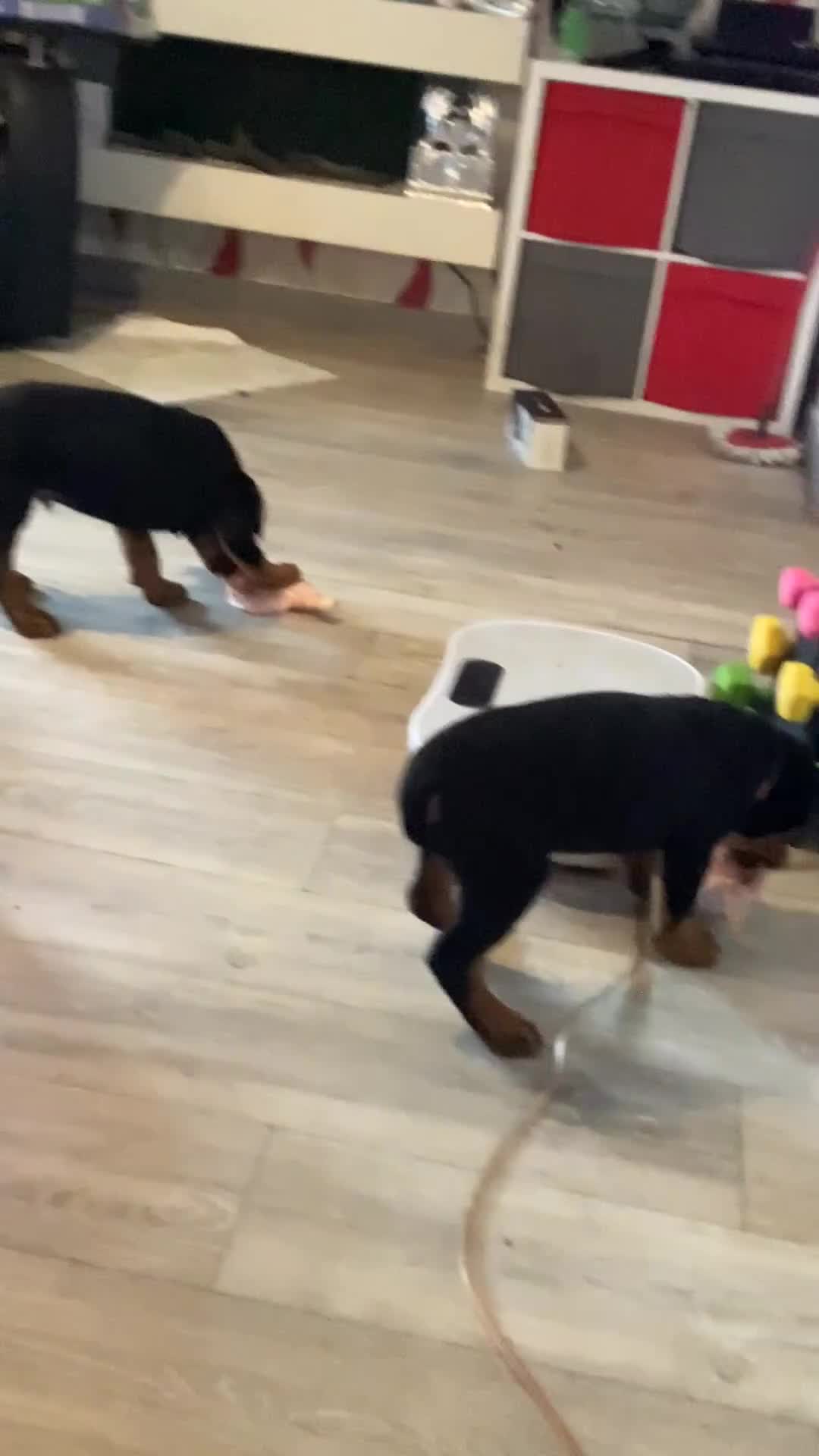 Rottweiler dogs for sale: READY TO GO 5th august - Video 1
