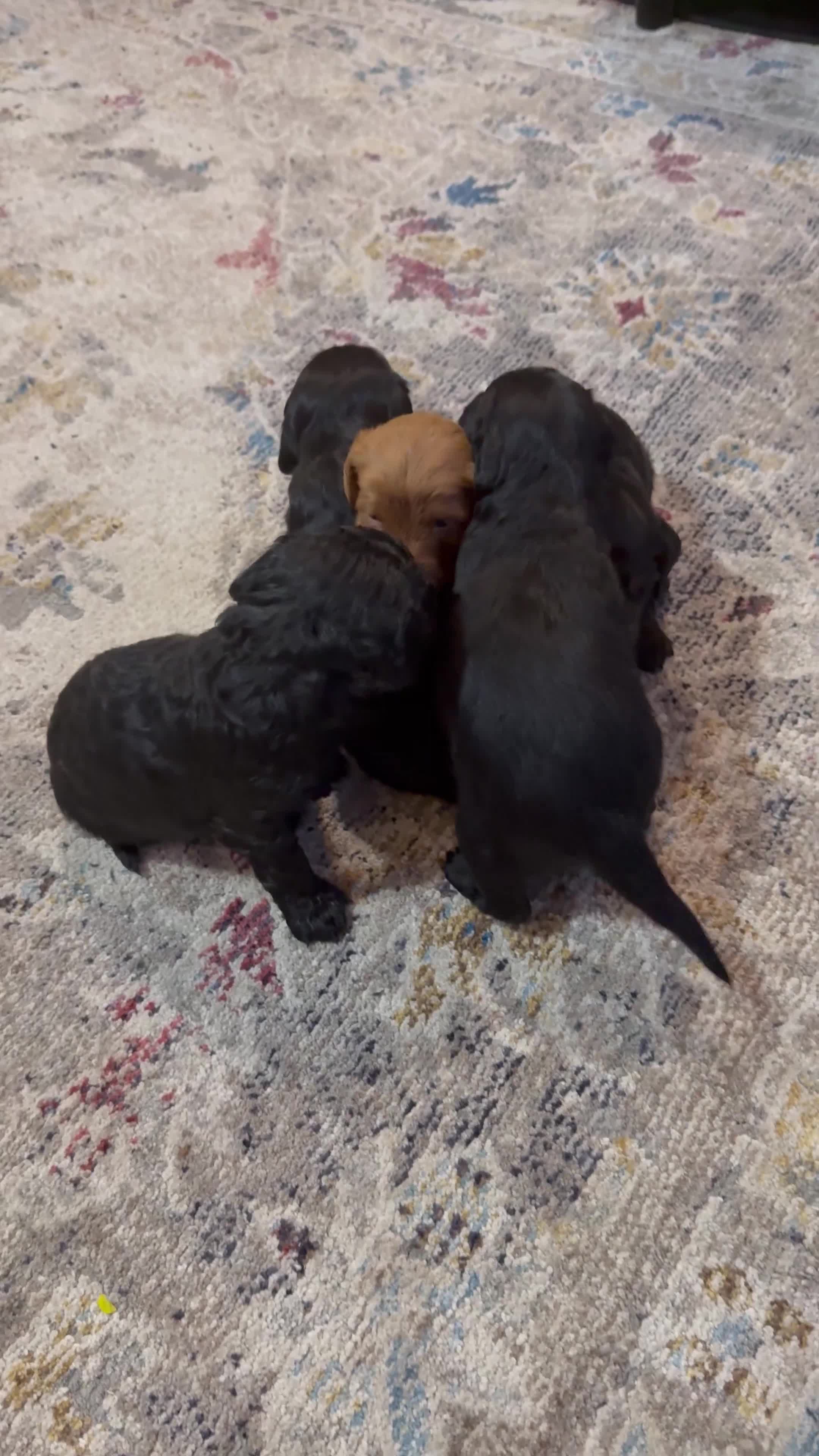 Cockapoo dogs for sale: *Last Of The Litter* Stunning F2 cockapoo puppies - Video 5