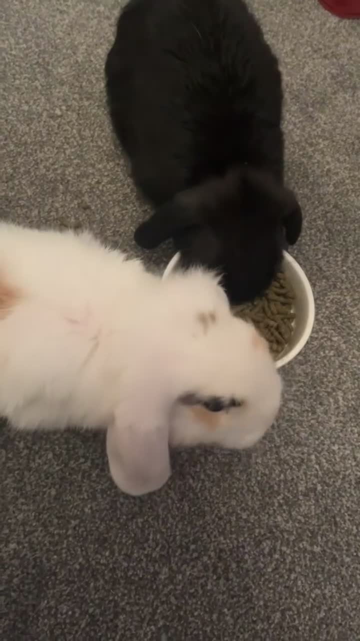 Mini Lop rabbits for sale: 2 female mini lops (need gone ASAP) - Video 1