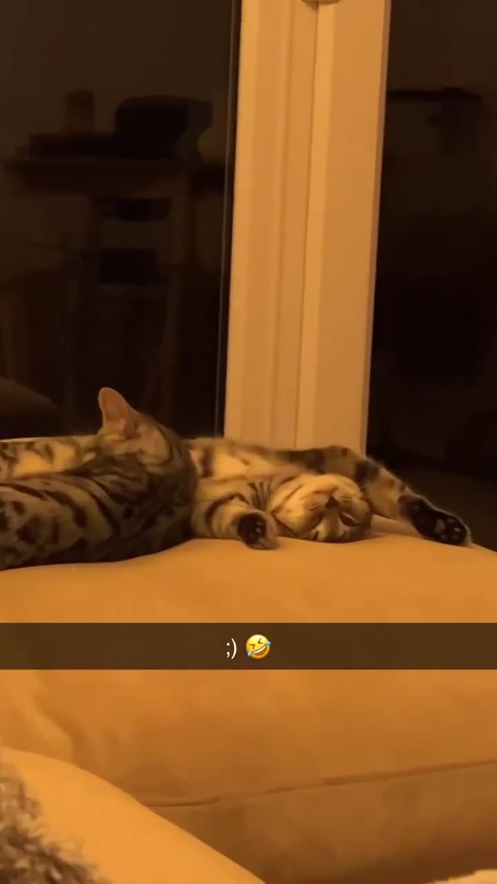 Bengal cats for sale: Two beautiful BSH/Bengal mix cats for sale  - Video 1