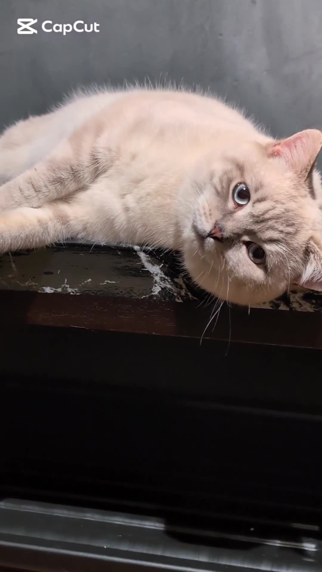 British Shorthair cats for stud: 💦PROVEN Stud‼️GCCF & TICA reg‼️🐾COLORPOINT🐾BSH  in London - Video 2