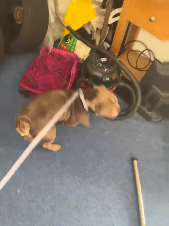American Bulldog dogs for sale: American bulldog in Northampton - Video 2