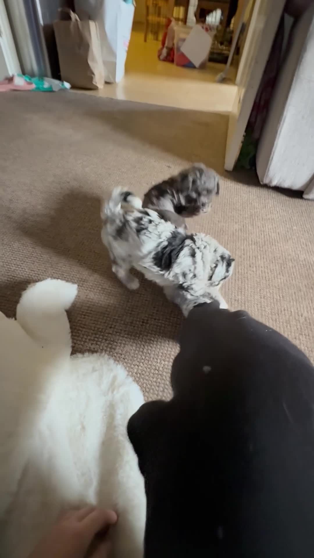 Cavapoo dogs for sale: Merle cavapoo boys  - Video 2