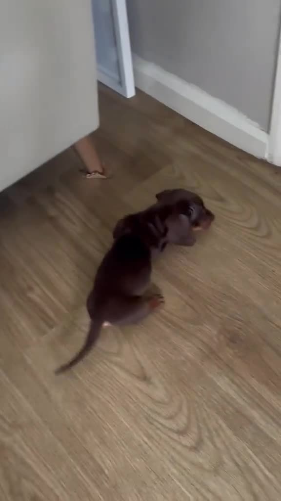 Miniature Dachshund dogs for sale: 1 Black and Tan girl left mini dachshund puppies  - Video 1
