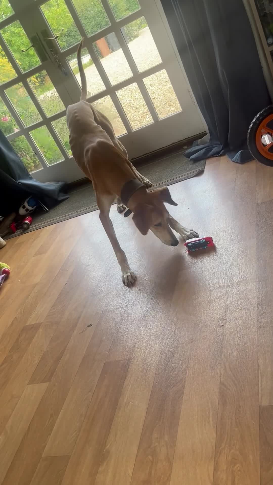 Lurcher dogs for sale: Lucky  in Stowmarket - Video 1