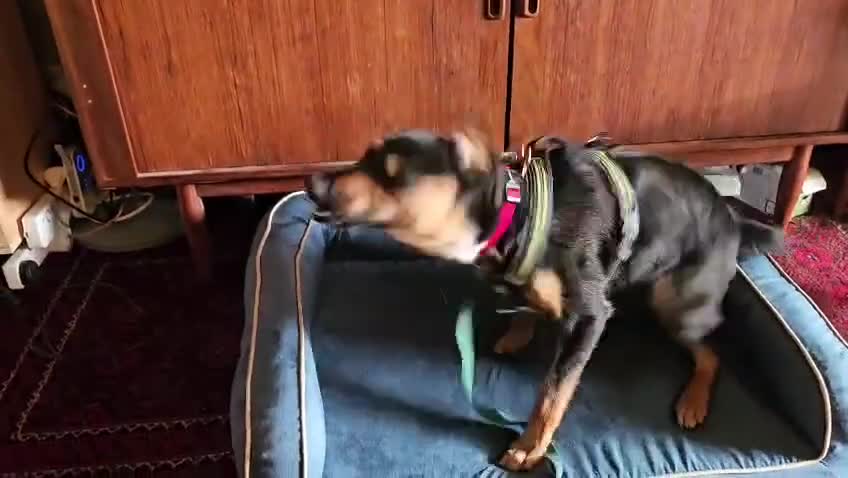 Mixed Breed dogs for adoption: ❤️🐶 PENNY – FRIEND TO EVERYONE - Video 1