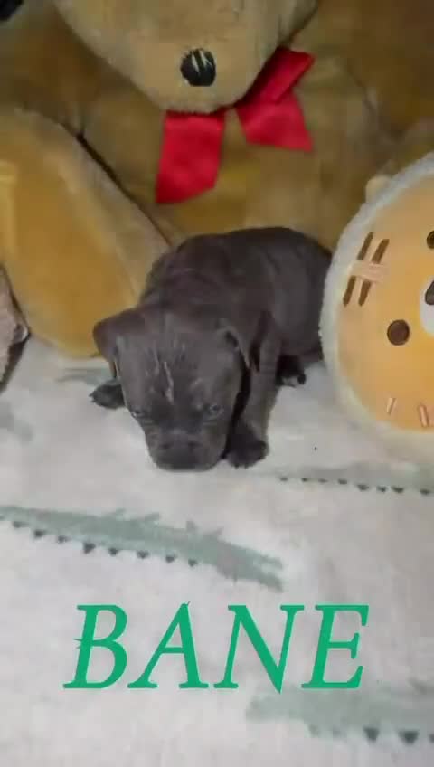 Cane Corso dogs for sale: Cane corso puppies, beautiful litter. - Video 4