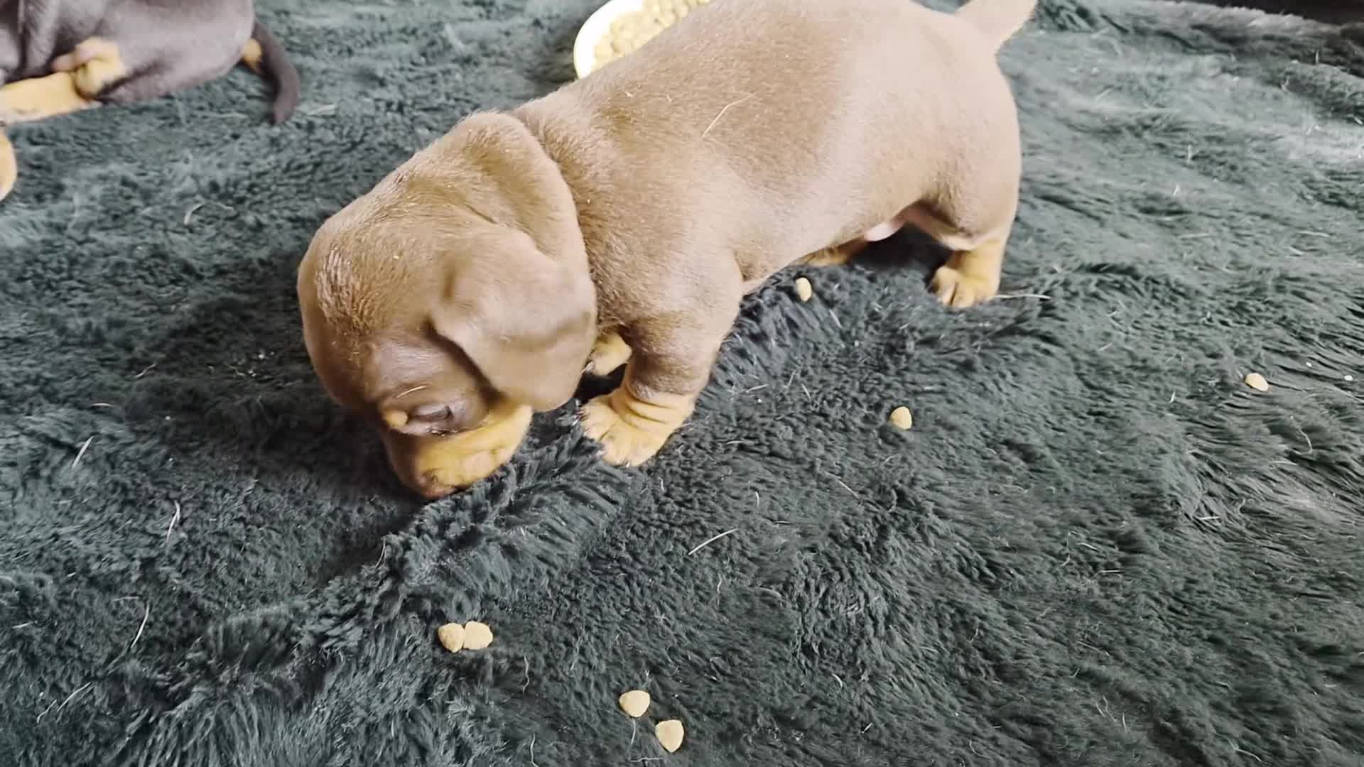 Miniature Dachshund dogs for sale: 1 boy black and tan minature left - Video 2