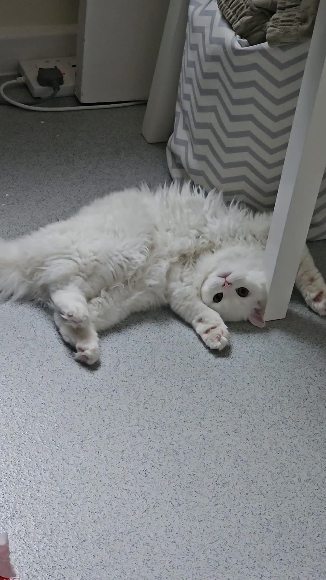 British Longhair cats for sale: British long hair cuddle friend beautiful soul - Video 3