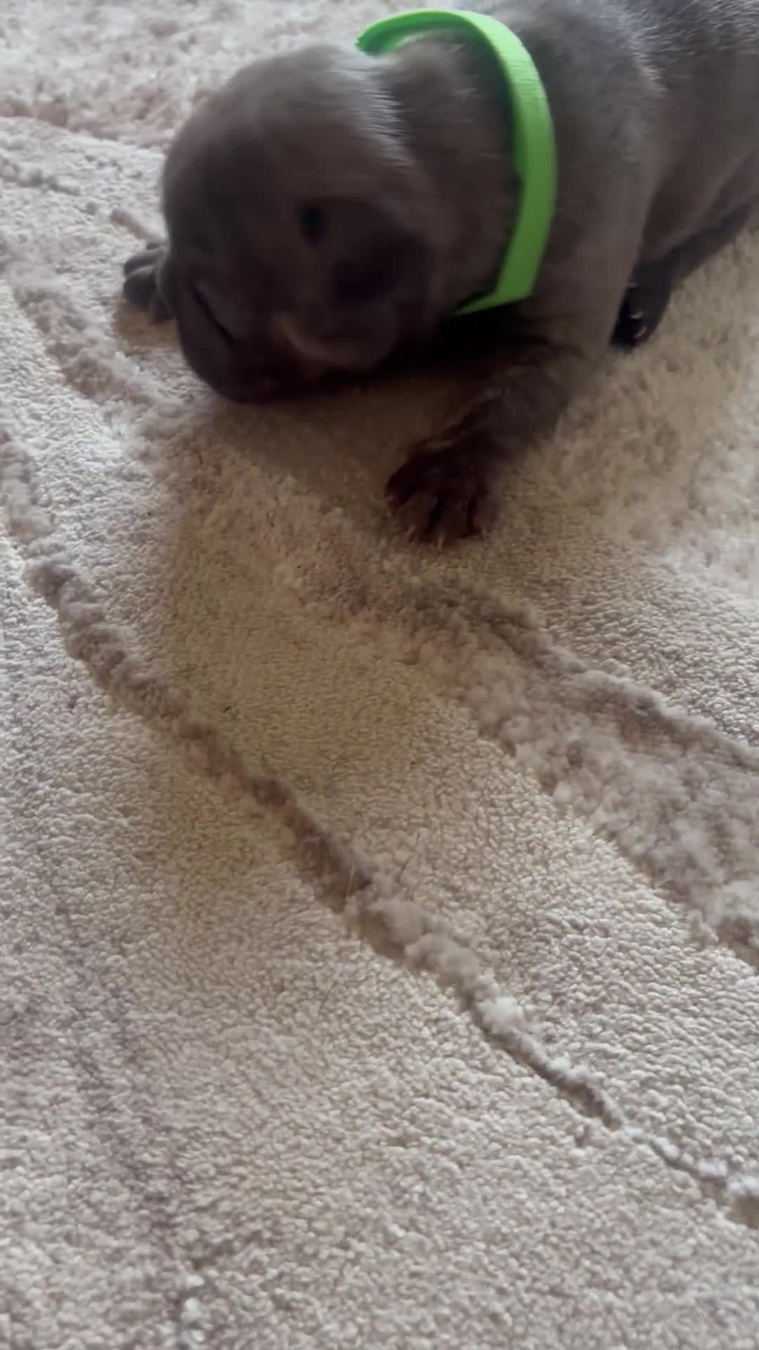 French Bulldog dogs for sale: Stunning Litter of French Bulldogs  - Video 4