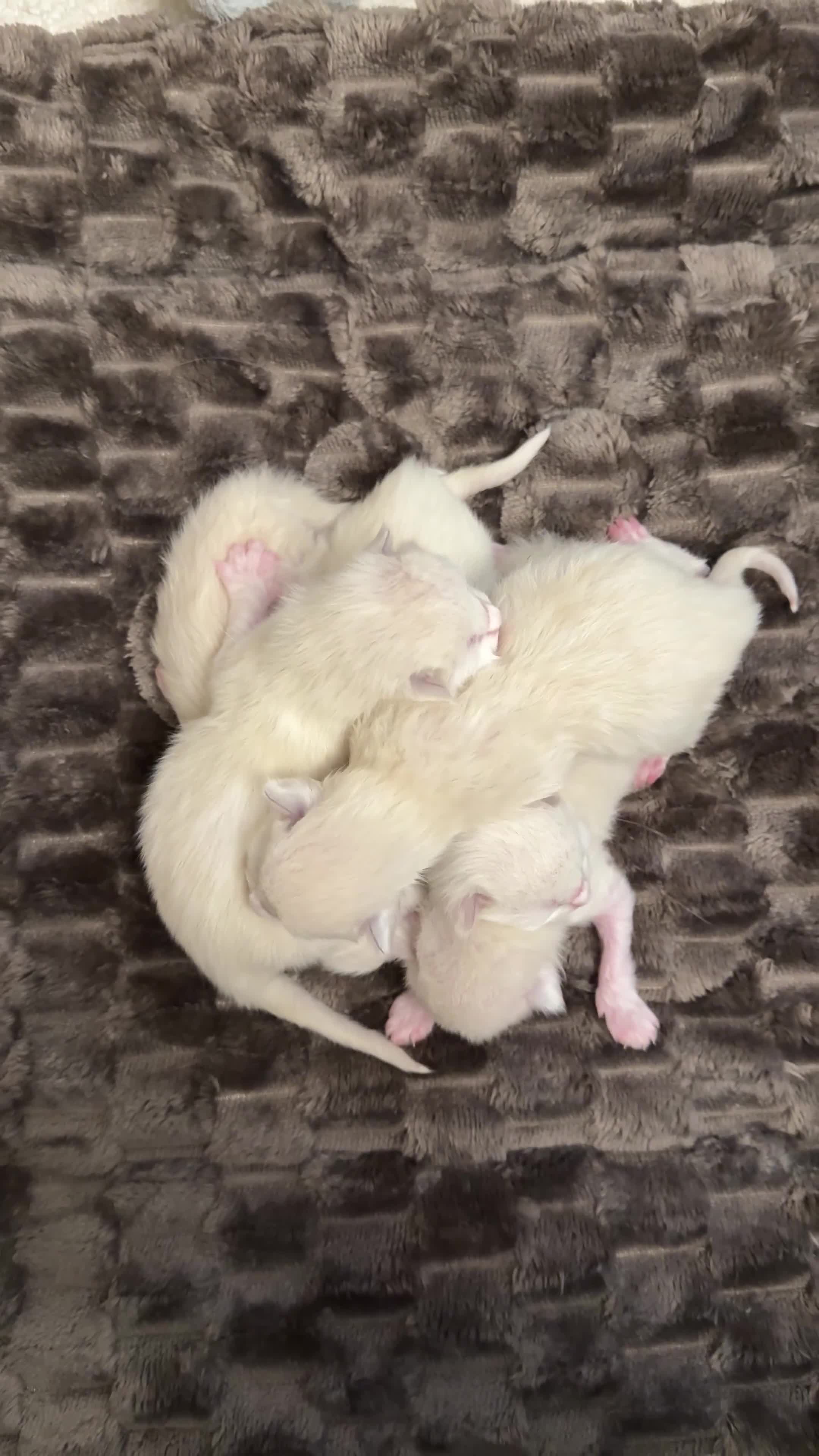 Ragdoll cats for sale: Purebred Ragdolls – Ready to Reserve Now 🍼 - Video 1