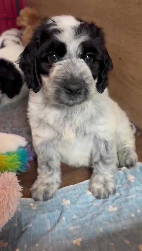 Cockapoo dogs for sale: Colourful Cockapoos 🌈 Raised Right ✨ - Video 1