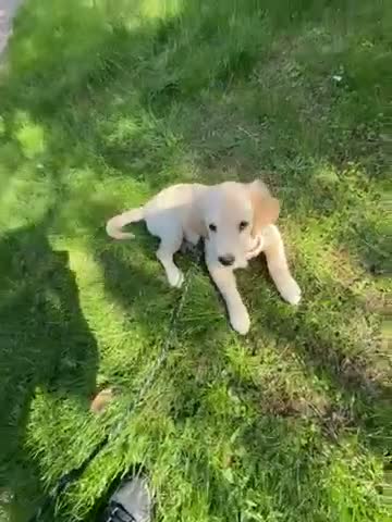 Goldador dogs for sale: Goldador puppies first litter - Video 1