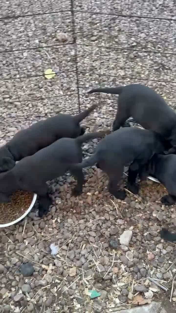 Labrador Retriever dogs for sale: Curious and playful Black Labrador Puppies in Crieff - Video 1