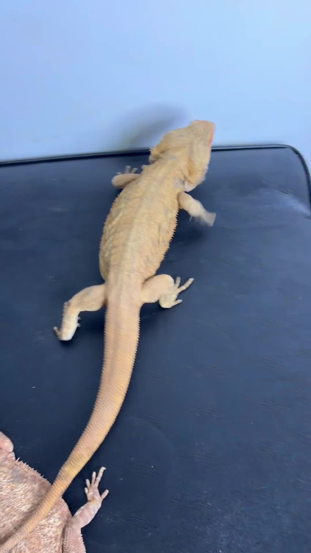Bearded Dragon reptiles for sale: 3 Bearded dragons  - Video 1