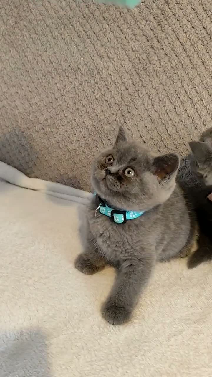 British Shorthair cats for sale: Beautiful British Shorthair Kittens – GCCF Reg in London - Video 4