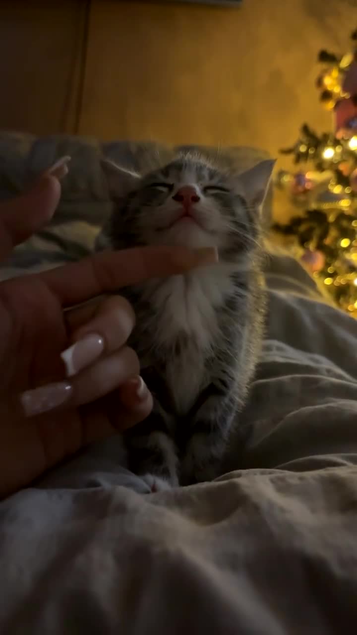 Russian Blue cats for sale: beautiful grey and white russian blue kitten  - Video 2