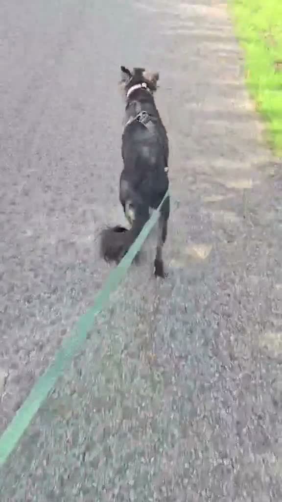 Mixed Breed dogs for adoption: Roxy seeks foster or adoptive home  - Video 1