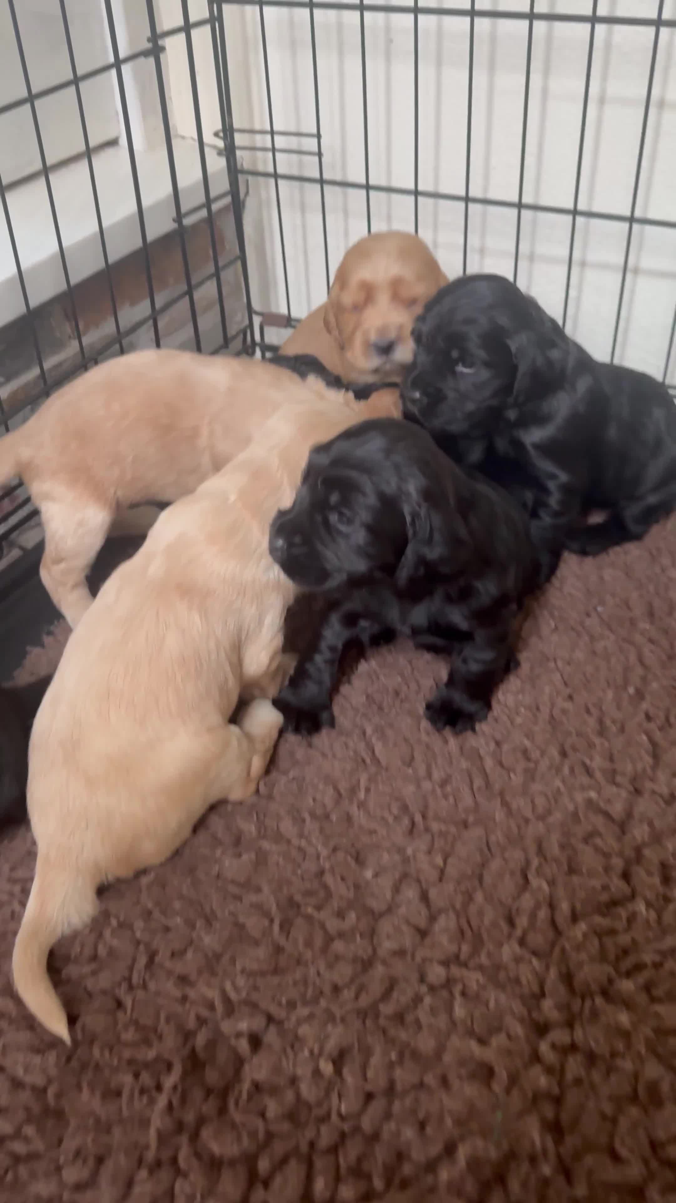 Sprocker dogs for sale: Cocker spaniel pups  - Video 1
