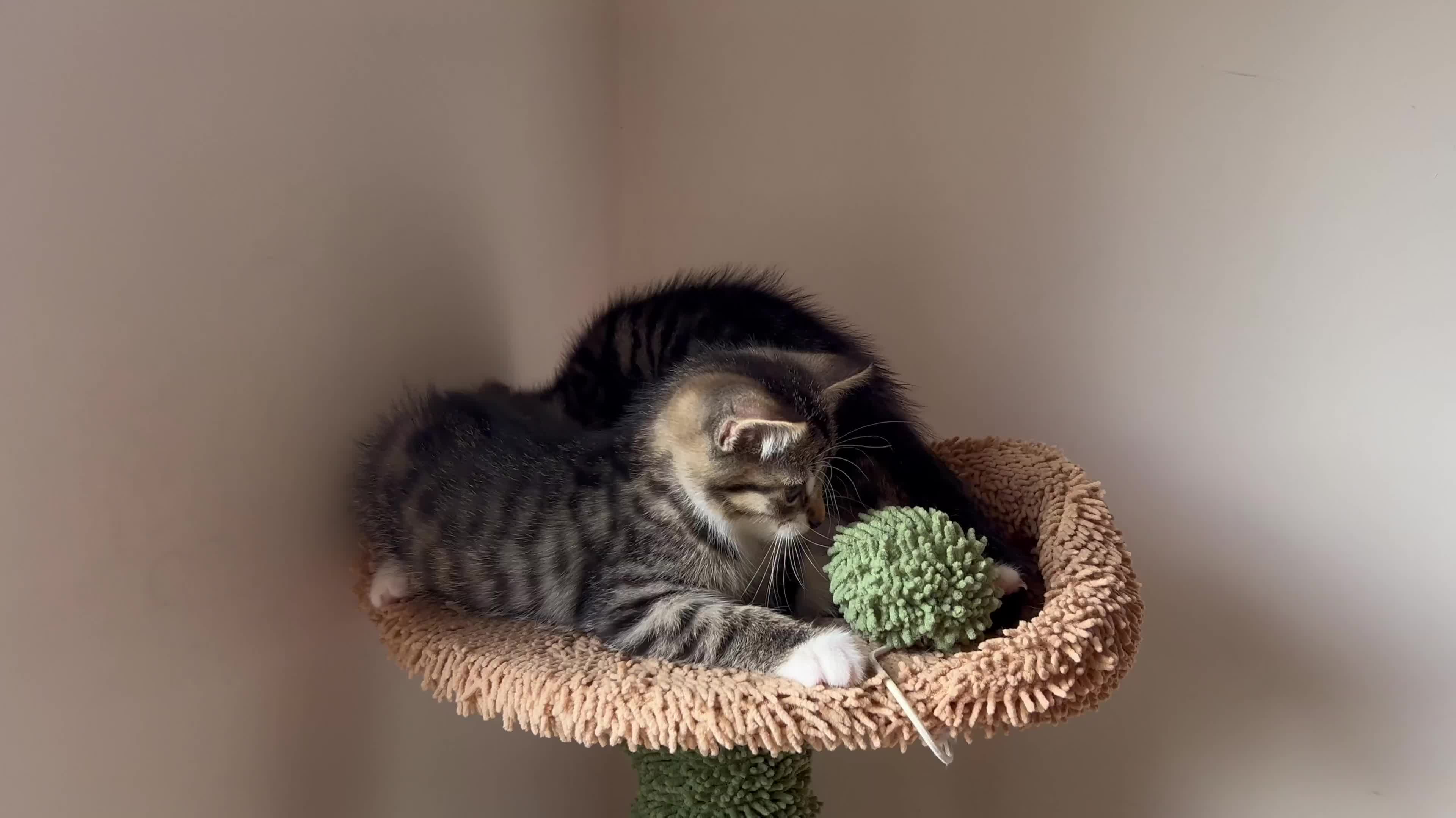 Hamster rodents for sale: 2 kittens available for CARING HOME - Video 1