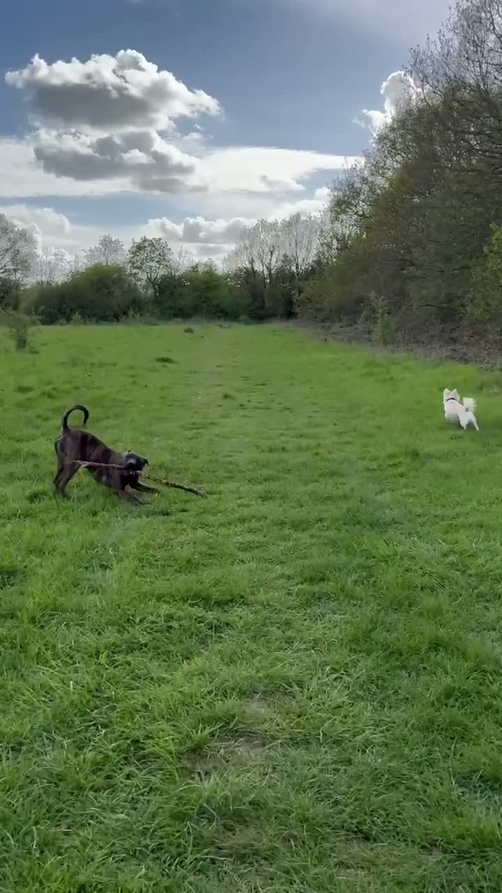 Belgian Shepherd Dog dogs for stud: belgian malinois X american staff - Video 1