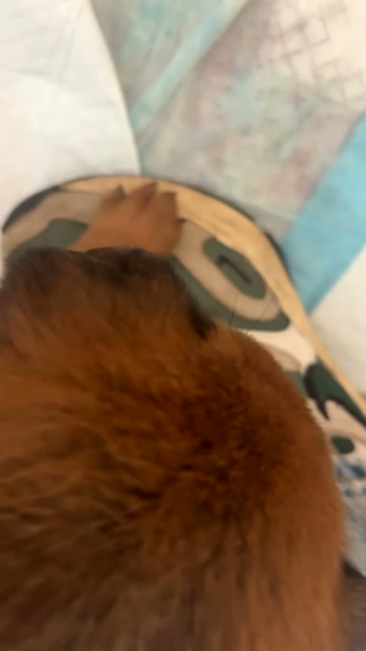 Mixed Breed dogs for sale: Beautiful Rottweiler + Belgian Malinois Puppies  - Video 2
